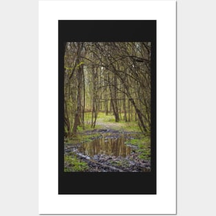 Beautiful hornbeam forest Posters and Art